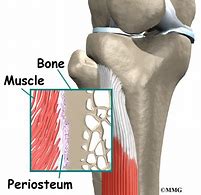 periosteum