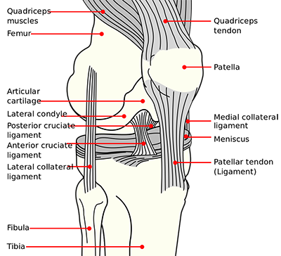 collateral ligaments